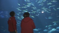 四国水族館の企画「あなたの夢叶えます」で、水野萌子さんの「夢」が選ばれる