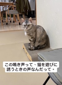 猫を遊びに誘う鳴き声を流してみたら・・・（レンレンちゃんの飼い主さん提供、Instagramよりキャプチャ撮影）