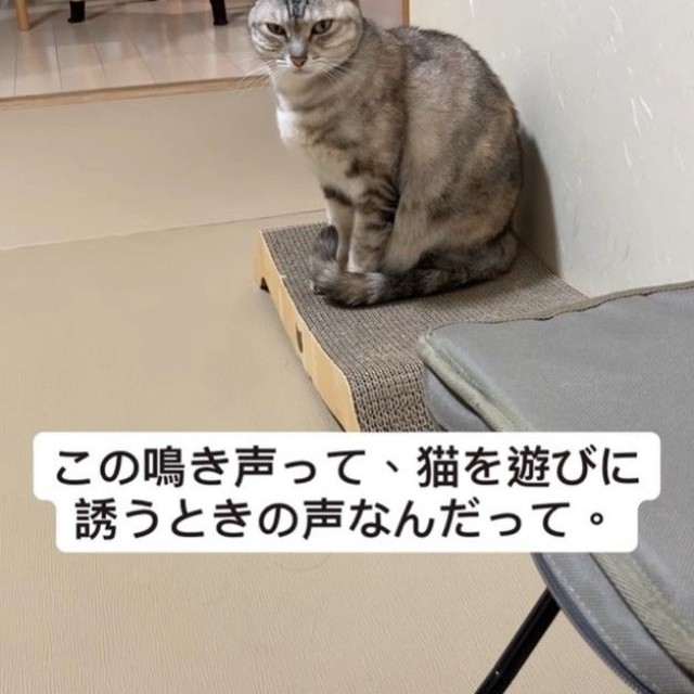 猫を遊びに誘う鳴き声を流してみたら・・・（レンレンちゃんの飼い主さん提供、Instagramよりキャプチャ撮影）