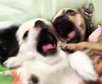 トントンとメイちゃんは何をするときも2頭一緒です