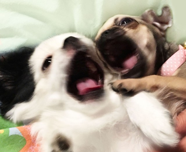 トントンとメイちゃんは何をするときも2頭一緒です