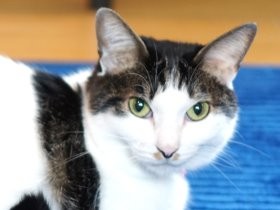 娘を失った悲しみから救ってくれた猫　「この命は守りたい」