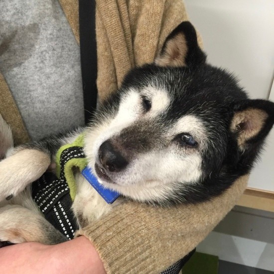 抱っこされてご満悦のチョコ