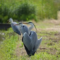 撮影後羽を広げくつろぐアオサギ（提供：ちびこさん）