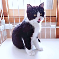 保護当時、生後推定6カ月。ケージの中で舌をペロっと出すあんこちゃん（画像提供：しじみとんさん）