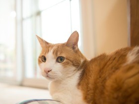 22歳になった猫「はるまき」　２番目の家族と幸せな日々「出会うべくして会った」