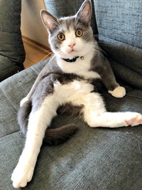 座椅子に座るおじさん猫！？ きょとん顔のしらたまくん（画像提供：わがやのねこさん）