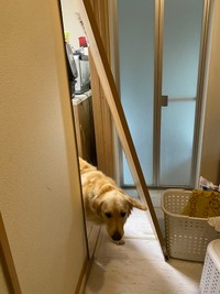 「あーお客様ー！その開け方は困ります！」（画像提供：たびぼんボダ＆ゴルさん）