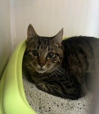 すずはくんと一緒に保護されたかずはくん（「茂庭台にゃんこ〜おうち見つけ隊〜」さん提供）