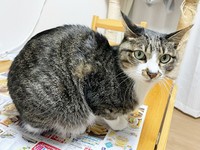 テーブルに広げた広告の上にのるのが好きなソックスくん（画像提供：ソックスとビスケットさん）