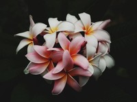 30歳過ぎてまたメンタルダウン。私の見頃はいつなんだろう