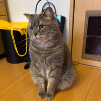 ハンサムな成猫さんに（画像提供：りんくんとおとちゃん）