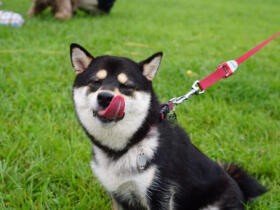 拒否柴って本当にかわいい？　散歩の小さな悩みが関係の悪化につながる