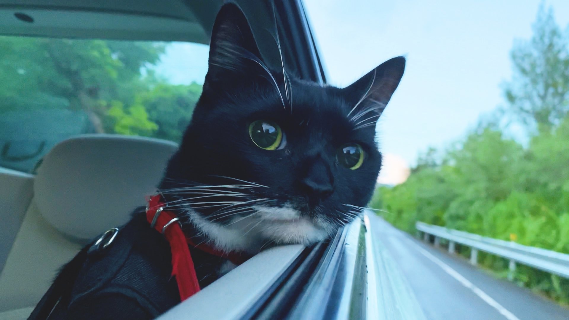 ドライブの楽しさわかってる」車窓から景色見る猫の様子にクギヅケ