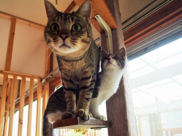 大好きなクルミお兄ちゃんと一緒