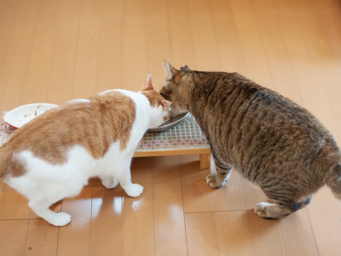 「同じ皿の飯を食うって言葉あった？」（小林写函撮影）