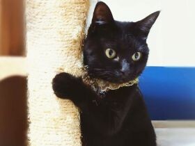 可愛いポーズで見つめるMIX猫「玻璃」　実は爪が引っかかっていたんだにゃ～　