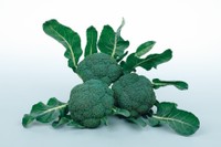 ブロッコリー「こんにちは」（サカタのタネ提供）