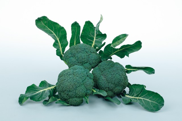 ブロッコリー「こんにちは」（サカタのタネ提供）