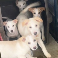 全匹ともに健康で幸せな犬生を掴んでね！