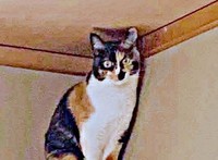 天井に届く高さから飼い主さんを見下ろすももこちゃん（画像提供：ともねぇさん）