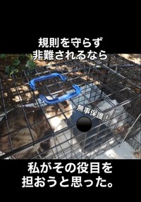 無事保護された猫…「れんげ」ちゃんと名付けられた（「こたとつーちゃんと時々おたま」さん提供、Instagramよりキャプチャ撮影）