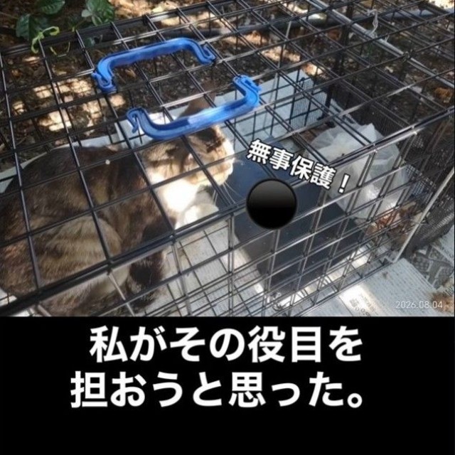 無事保護された猫…「れんげ」ちゃんと名付けられた（「こたとつーちゃんと時々おたま」さん提供、Instagramよりキャプチャ撮影）