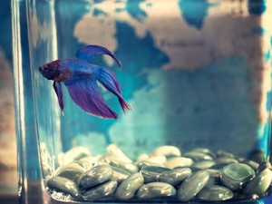 「平和な学校生活」を餌に干渉する教師を前に、ワタシは校則を守り「前倣え」をした