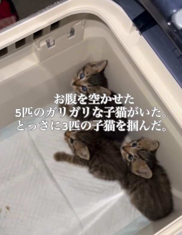 「お腹を空かせたガリガリな5匹の子猫」そこに現れた母猫の姿に衝撃…ボランティアの保護エピソードが話題に｜まいどなニュース