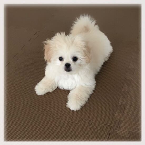 家にきたころの「はる」