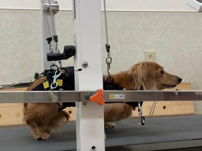 真剣な表情で、トレッドミルの歩行訓練に取り組む（遠藤さん提供）