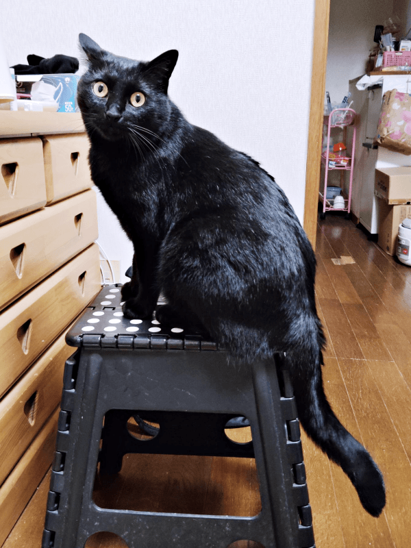 すっかり家での暮らしに慣れた黒ちゃん（画像提供：ちよさん）