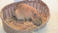 カピバラの赤ちゃん　2020年12月に誕生