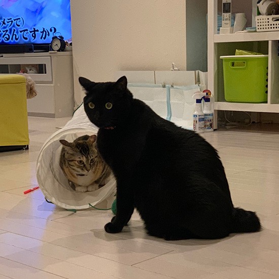 「おとちゃんって遊び方がガシャガシャ激しいね」（ニイノちゃん提供）