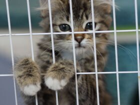 コロナ禍のアメリカ　犬や猫の一時預かりボランティアが急増