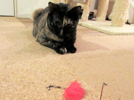 猫のおもちゃを一生懸命ふりふり　こちらが遊ばれているような…