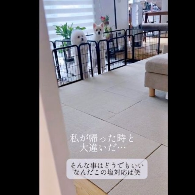 ママが帰宅すると――二足立ちで迎える（左から）エマくん、ハルくん（画像提供：エマハルさん）