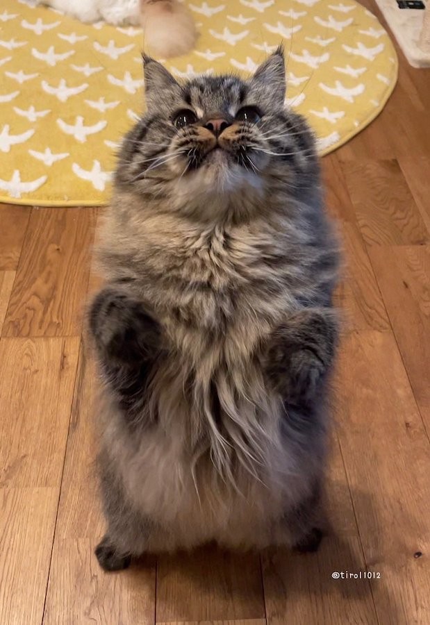 おもちゃ遊びが大好きなチロルくん。わくわくするとお口のヒゲ袋（ウィスカーパッド）がぷくぷくになるんです（提供：チロルさん @tirol1012）