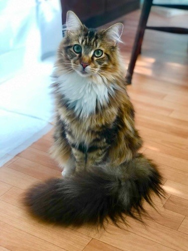 普段のジャック