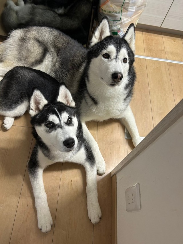 犬も人間も安全がいちばんですね（画像提供：LANI LEAさん）