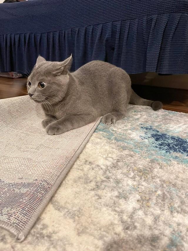 新しいラグをめくる遊びを満喫＝おいでやすブリオさん（@burio0522）提供