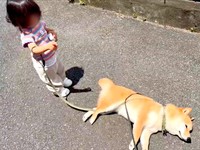 散歩中、道端に寝転んだえだまめくん。困った娘さんは…!? （画像提供：豆柴えだまめくん）