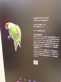 絶滅したカロライナインコの紹介パネル
