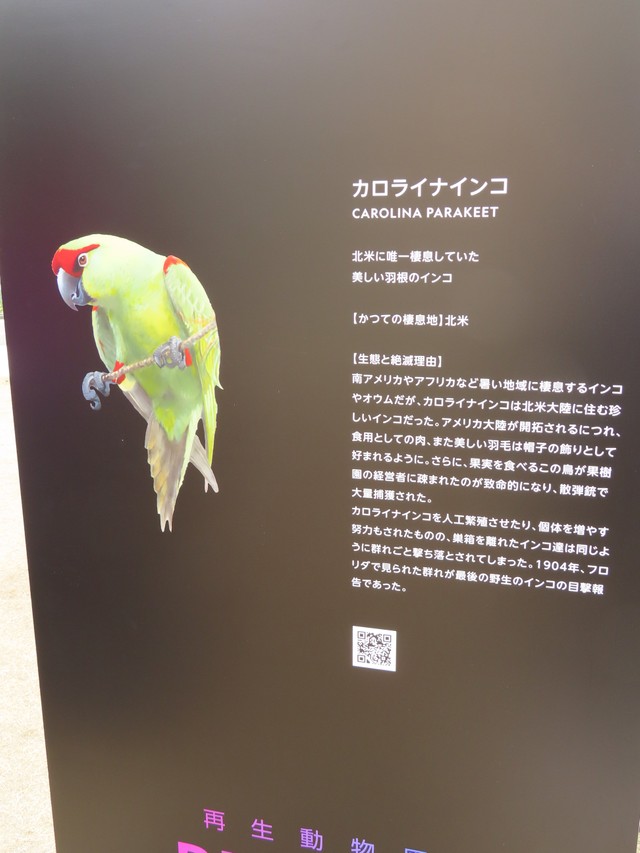 絶滅したカロライナインコの紹介パネル