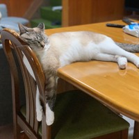 よく、無理のある姿勢で寝ているこめくん（提供：天使こめさん）