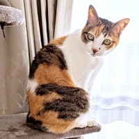 窓辺でニャルソック♪ 16歳を迎えたトビ子ちゃん（画像提供：tobi8/8さん）