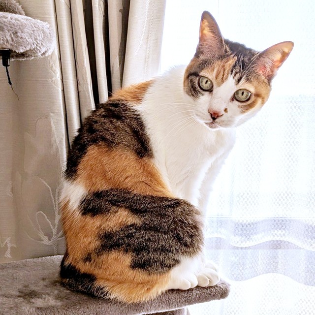 窓辺でニャルソック♪ 16歳を迎えたトビ子ちゃん（画像提供：tobi8/8さん）