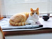 窓辺でくつろぐナオくん（画像提供：ナオとフータさん）