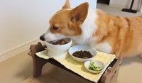 そしてウエットフード！（飼い主さん提供）
