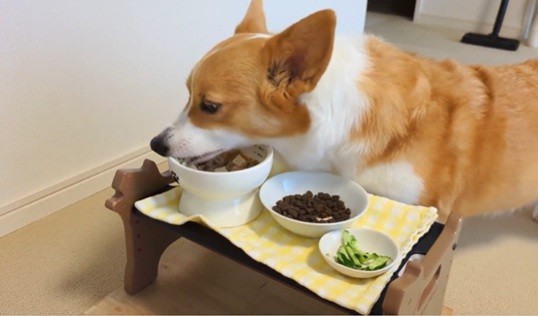 そしてウエットフード！（飼い主さん提供）